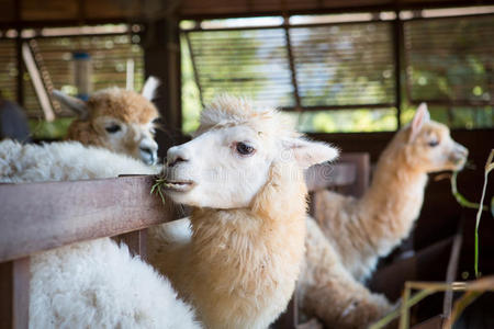 谷倉羊駝飼養(yǎng)指南 從環(huán)境到健康管理的全面解析