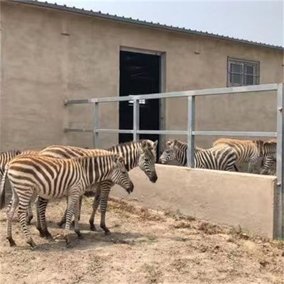 動物園景區(qū)斑馬展覽 條紋馬養(yǎng)殖基地的飼養(yǎng)藝術