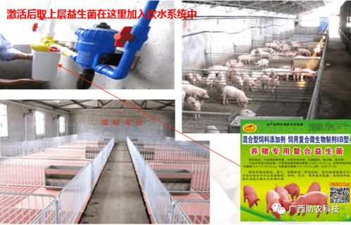 養(yǎng)豬專用復合益生菌 酶菌融合預消化技術引領低成本生態(tài)健康養(yǎng)殖新篇章
